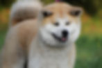 elevage akita inu bretagne