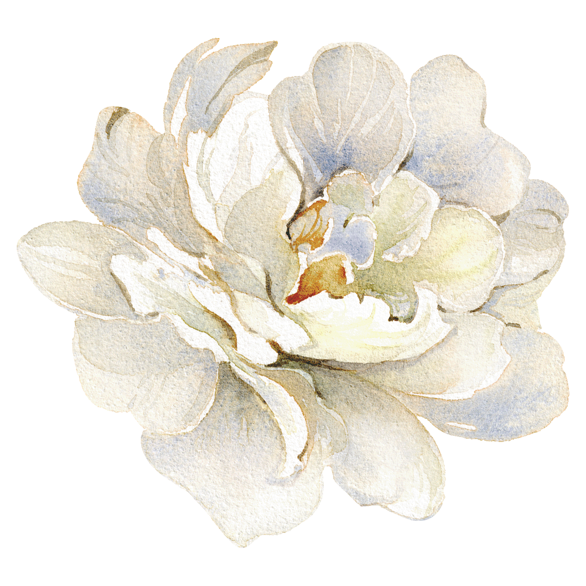 Acuarela Flor Blanca