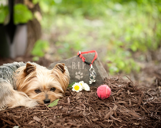 Companion Animal Doula Package: End-of-Life Animal Care