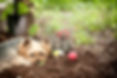 Dog Funeral