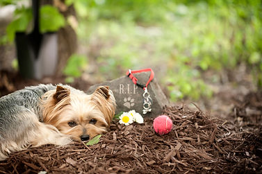 Dog Funeral
