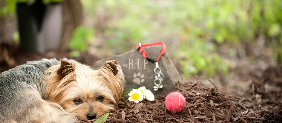 ［実例集：転生］生まれ変わった愛犬