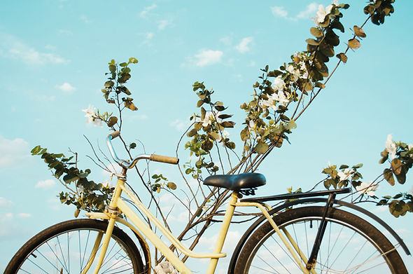 Bicicleta e natureza
