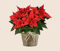 Poinsettia In Basket