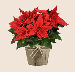 Poinsettia In Basket