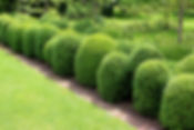 Round green hedges line a stone pathway, surrounded by lush grass