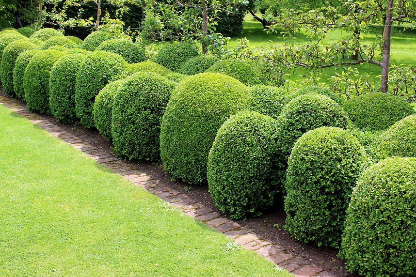 beautiful garden in Shrubs