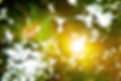 Sunlight beaming through tree leaves