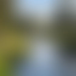 Tranquil river flows through a forest with tall pine trees under a blue sky with fluffy clouds. Verdant grass lines the riverbanks.