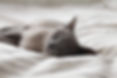 Sleeping Cat