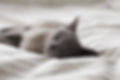 Sleeping Cat