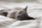 Sleeping Cat