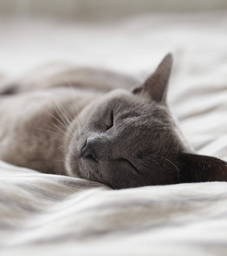Sleeping Cat