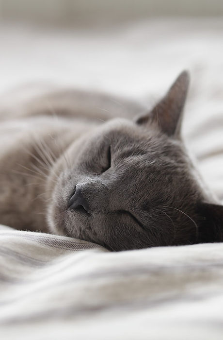 Sleeping Cat