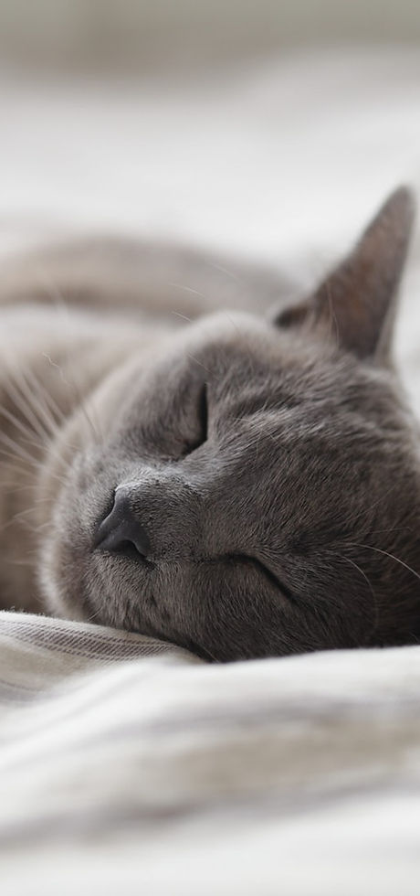 Sleeping Cat