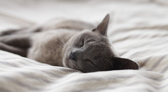 gato que duerme