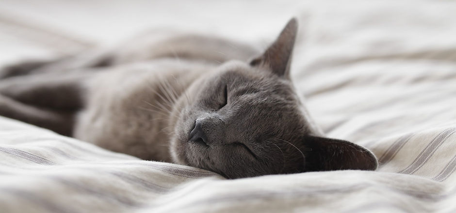Sleeping Cat