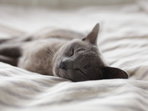 A cat sleeping on a white blanket