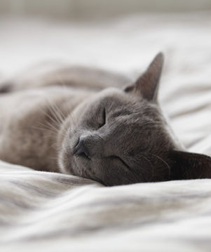 Schlafenkatze