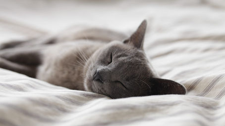      SLEEP !!! A naturopathic approach !