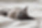 Sleeping Cat