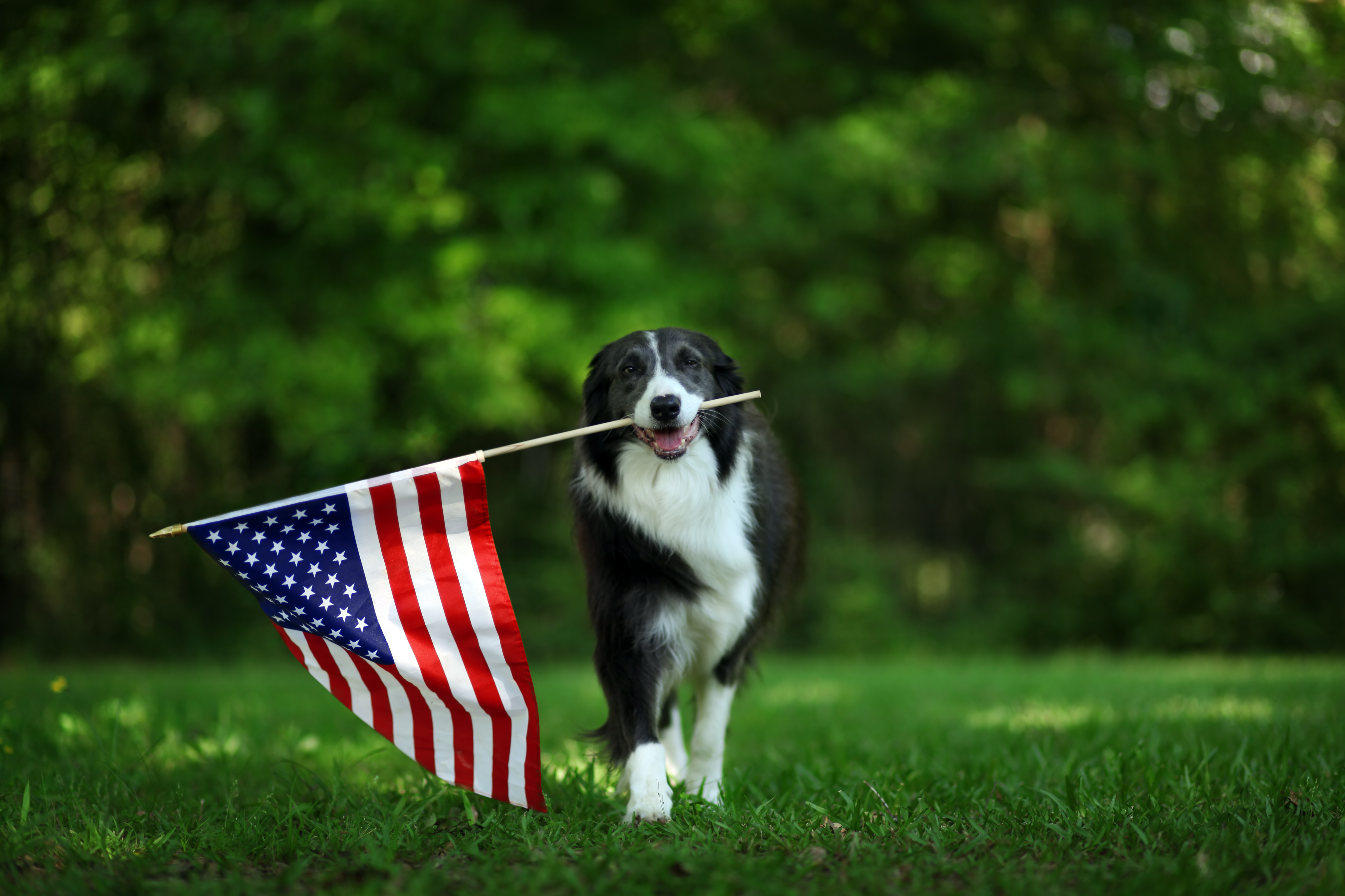 Dog Holding Flag