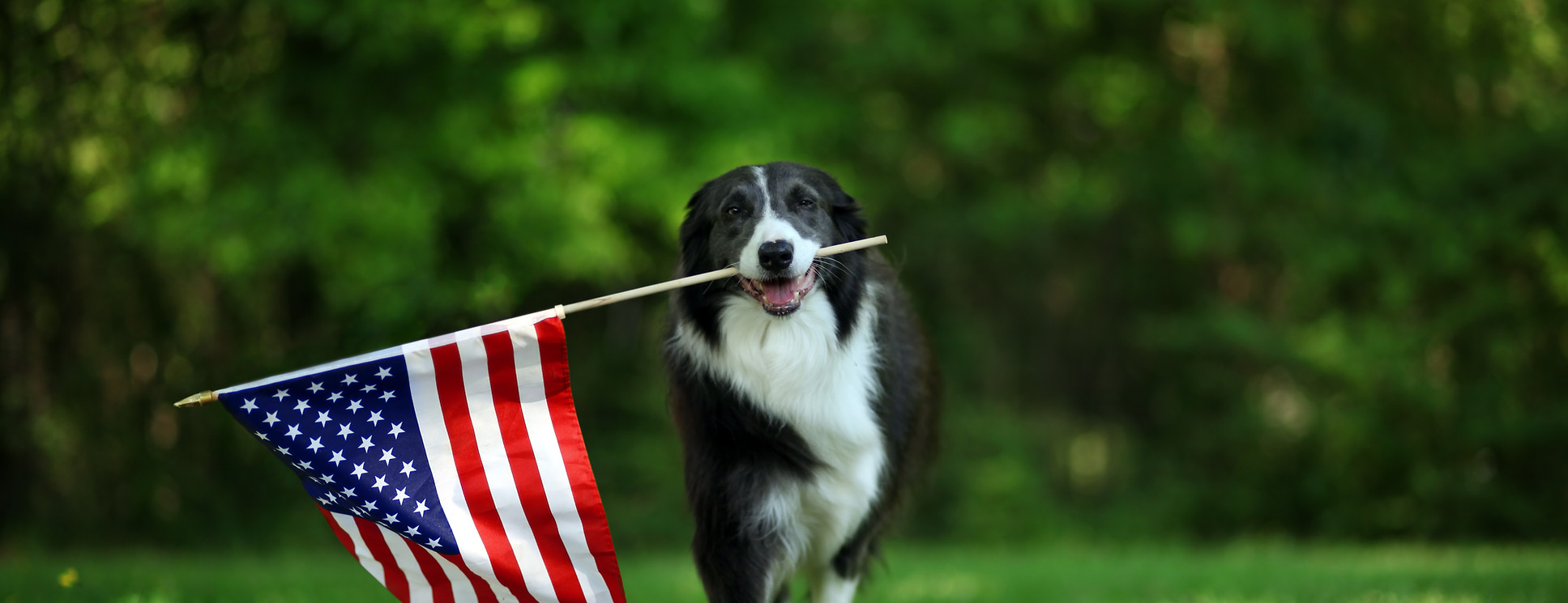 Dog Holding US Flag