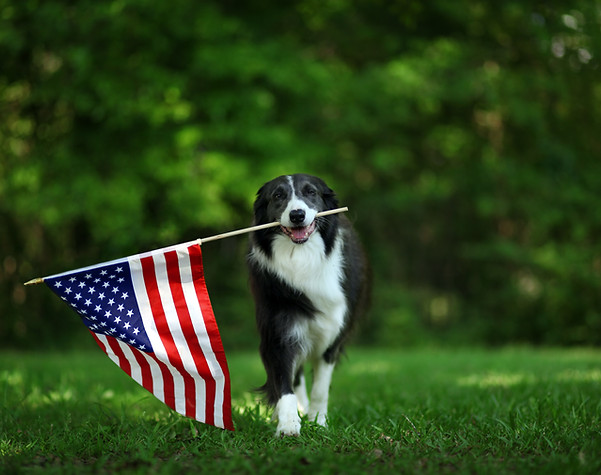 Dog Holding US Flag
