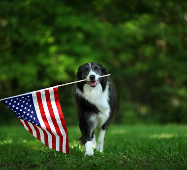 Dog Holding US Flag