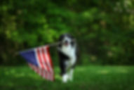 Dog Holding US Flag