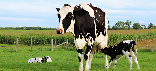 Mother Cow