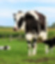 Cows In Pasture