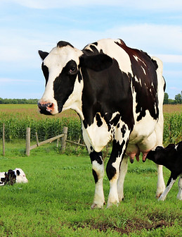 Mother Cow
