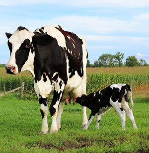 Vacas en el pasto