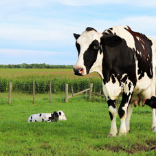 Mother Cow