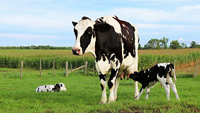 Farm Insurance in Texas