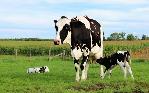 Cows In Pasture