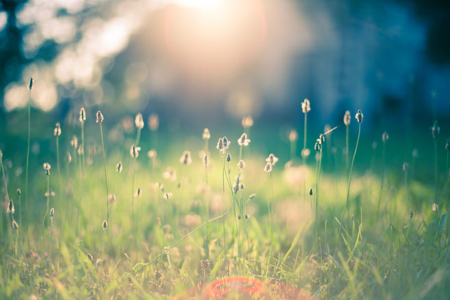 Early morning sun shining on a grassy field
