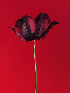 Red Flower Close-Up