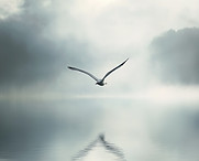 Seagull Flying Over Water