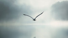 A lone bird in flight against a grey sky, evoking the openness and presence of self-led coaching
