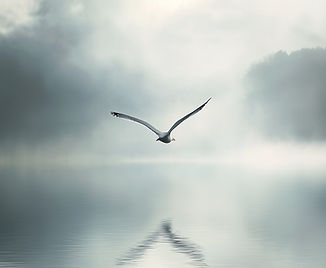 Seagull Flying Over Water