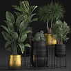 House Plants