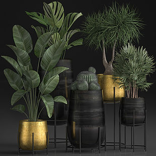 Plantas de interior