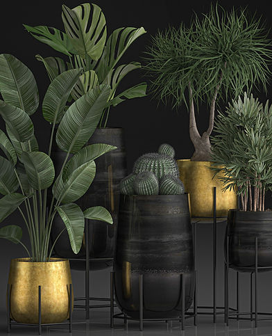 Plantes vertes de formes et tailles différentes symbolisant les ressources intérieures qui sont mises en évidences lors de l'hypnose thérapeutique qui est une méthode douce et puissante