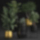 Decorative Potted Plants