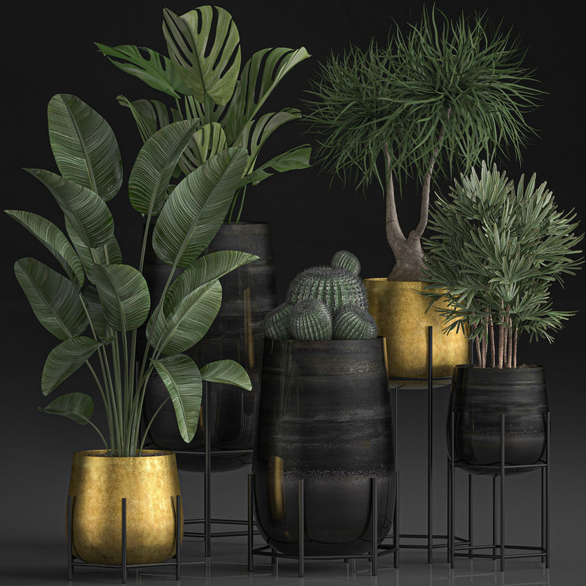 House Plants