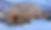 Construction de maisons en bois