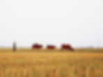 Farmer walking with cows on rice field