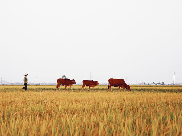Agricultor andando com vacas no campo de arroz
